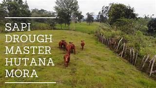 Peternakan Sapi Hutanamora